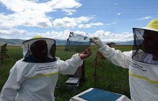 Arı zehrinin fiyatı dudak uçuklatıyor