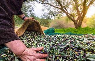 Aydın’ın önemli ürünlerinden sofralık zeytin,...