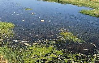 Balık ölümlerine neden olan fıstık ve zeytin...