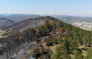 Bir yanda yeşil, diğer yanda kül