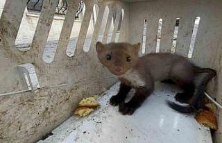 Bu mahallede vatandaşlar sansar avında