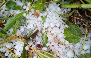 Çameli’nde şiddetli dolu ekili arazilere zarar...