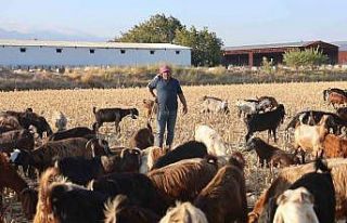 Çobanların kavurucu sıcakta zorlu mesaisi, yüksek...