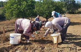 "Dünyanın en pahalı baharatı" toprakla...