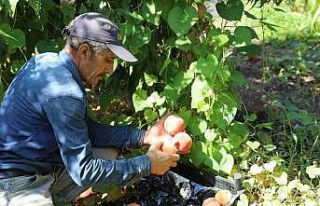 Elazığ’da şeftali hasadı devam ediyor