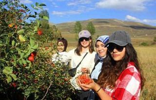 Erzincan’da kuşburnu, zorlu arazilerde toplanmaya...