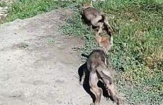 Evinde kurt yavrusu besleyen bir kişiye 26 bin 839...