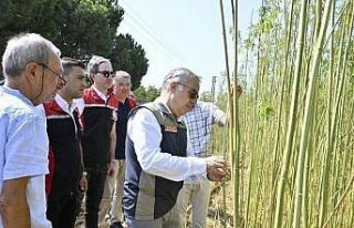 İzmir’de izinli ve kontrollü kenevir hasadı gerçekleştirildi