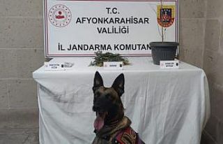 Jandarma yaptığı baskında kenevir ve esrar ele...