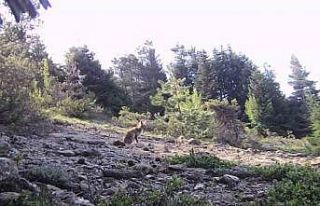 Karabük’te yaban hayvanlar fotokapana yakalandı
