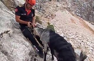 Kayalıklarda mahsur kalan keçiler kurtarıldı