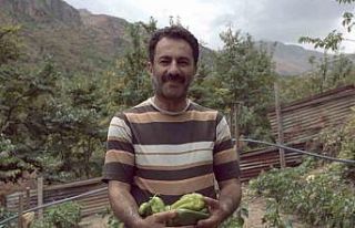 Kemaliye’de kapya biberi yetiştirilmeye başlandı