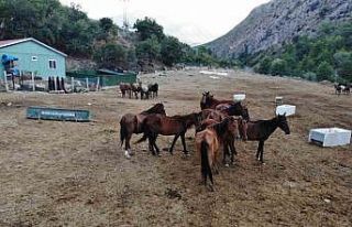 Kesilmekten kurtulan atlar 3 yıldır koruma çiftliğinde...