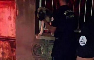 Korkuluklara sıkışan köpek kurtarıldı