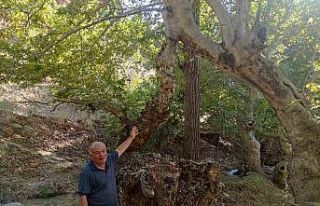 Mesafe tanımayan iki çınar ağacı tek gövde üzerinde...