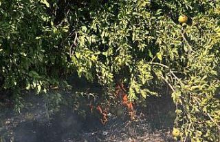 Otluk alanda çıkan yangın bahçeye sıçradı