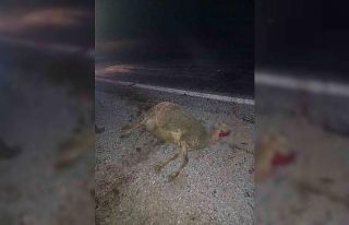 Otomobil sürünün arasına daldı, 9 koyun telef...