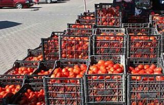 (ÖZEL) Salçalık domatesler görücüye çıktı