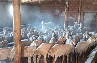 Rahat tavırlı koyun hırsızları kamerada