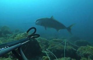 Rekortmen dalgıç, 64 kiloluk akya avladı