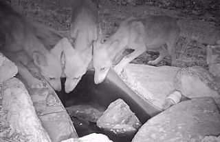 Su içen kurt yavruları fotokapana takıldı