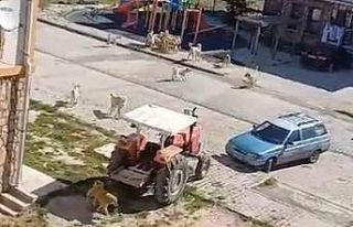 Sürü halinde dolaşan başıboş köpekler tehlike...