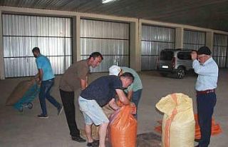 TMO Ordu’da fındık alımına başladı: İlk fındık...
