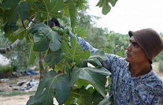 Türkiye bu yıl siyah incire doyacak