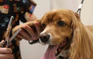 Tüy ve tırnak bakımında bölgenin en şirin merkezi:...