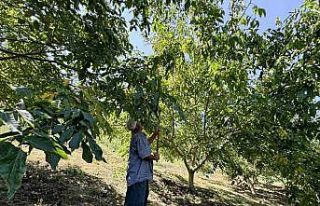 Üreticilerin ceviz hasadı mesaisi başladı