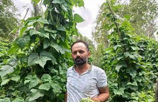 Yozgat’ta ata tohumu ile fasulye üretimi