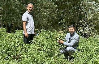 Yüksekova’da patateste iyi verim bekleniyor