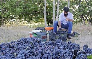 3 bin yıllık Erciş üzümünün bağ bozumu başladı