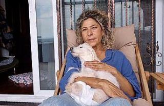 Arka ayakları kesilmiş halde bulunan köpek yeni...