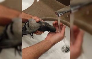 Asansöre sıkışan güvercini kurtaran şahıs,...