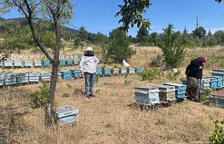 Beyşehir’de arılı kovan sayımları sürüyor
