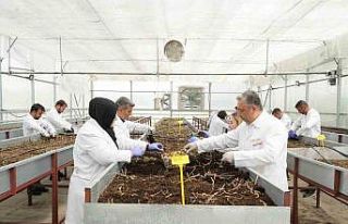 Çiftçilerin beklentisine uygun yerli ve milli patates...