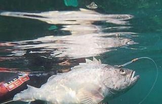 Dalgıçlar kaydetti, istilacı tür İzmit Körfezi’nde