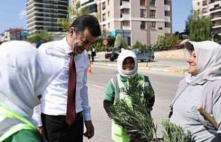 Denizli’de susuzluğa dayanıklı yeşil bitki dönemi...