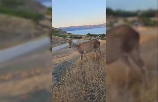Doğaya bırakılan kızıl geyik, vatandaşlara kendini...