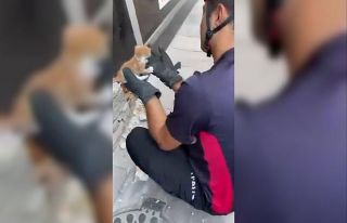 Duvar içine sıkışan yavru kedi itfaiyenin titiz...