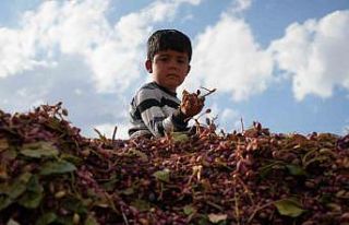 Gazianteplilerin “Yeşil altını” güneşte kurutuluyor