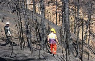 Göynük’te yanan ormanlık alan yeniden ağaçlandırılacak
