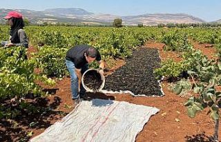 ‘Horoz karası üzümü’nün sofralara yolculuğu...