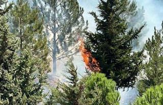 Kahramanmaraş’ta Şehitler Koruluğu’nda çıkan...