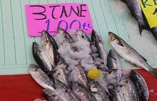 Karadeniz’de palamut bereketi: 3 tanesi 100 liraya...