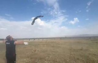 Kars’ta kızıl şahin doğal ortamına bırakıldı