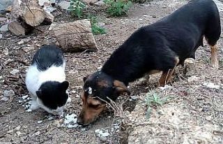 Kedi ve köpek, didişmek yerine dost olmayı seçti
