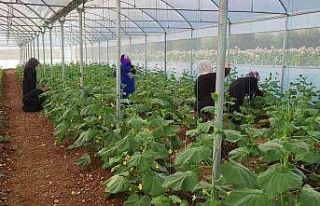 Kooperatif kuran kadınlar seralarındaki ürünlerin...