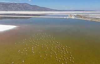 Kuş cenneti Acıgöl’de flamingoların göç yolculuğu